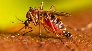 Especialistas alertan que el dengue se está volviendo endémico "en todo el país"