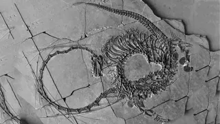Descubren en China restos de un 'dragón' de hace 240 millones de años