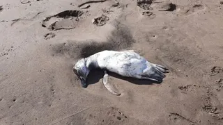 Encuentran a al menos 40 pingüinos muertos en playas marplatenses
