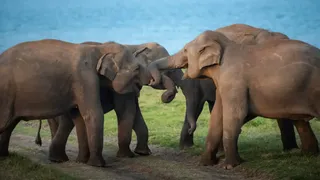 Los elefantes usan señales multimodales para saludarse, un rasgo que se considera sólo humano