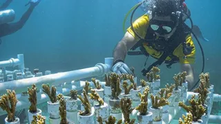 Huerta Urbana con Sitopia Argentina: Viveros subacuáticos para salvar los corales