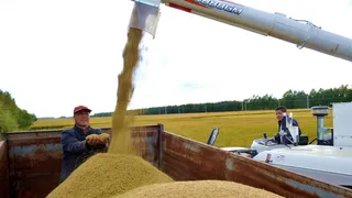 China logró producir arroz en plantaciones desérticas en sólo dos meses