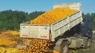 Tiraron ocho mil kilos de mandarina por la caída de ventas